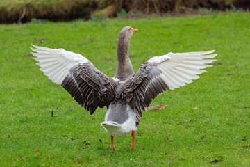 In the meadow, the goose opened its wings, showing the beauty of its plumage
