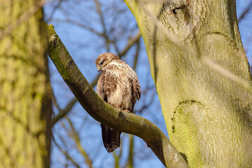 Photo of a hawk on a tree branch close-up