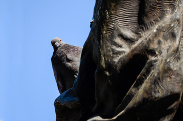 pidgeon on a sculture
