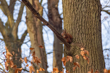 Red squirrel froze on a tree branch and looks