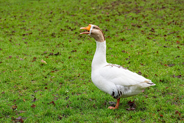 Naklejka na ściany i meble Wild goose in the meadow and it's amazing coloring