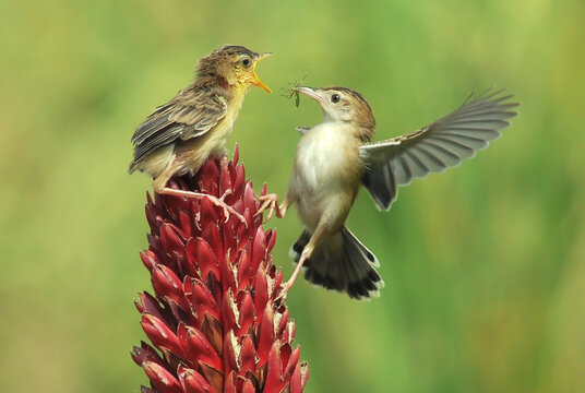 Close-up Of Birds Perching On Flower