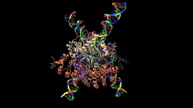 Cryo-EM structure of human T-cell leukemia virus type-1 (HTLV-1) intasome, animated 3D cartoon model, black background