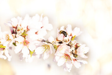 Bee on flower high key