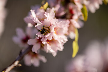Bee on almond blossom