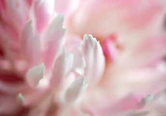 Macro photo of petal of pink tenderness flower.