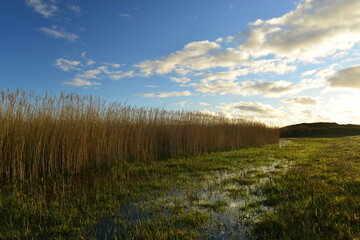 Obraz premium St Ouen's pond, Jersey, U.K. The watery grass edge of the marshland in Winter on a sunny afternoon. 