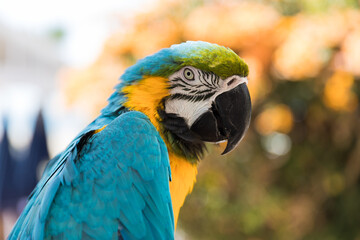 Portrait of a beautiful blue and yellow macaw ara © sanchacampos