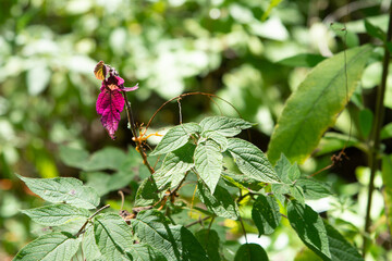 FLORES