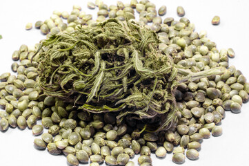 hemp seeds  macro image on white background