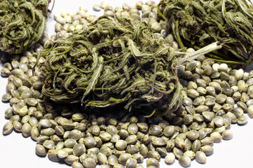 hemp seeds  macro image on white background