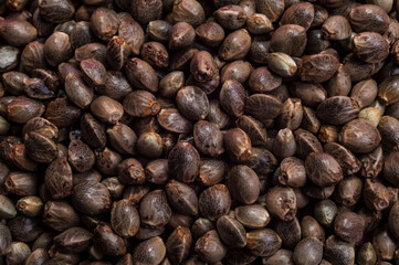 hemp seeds  macro image on white background