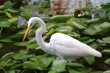 Ardea alba on Miami Beach in Florida, USA