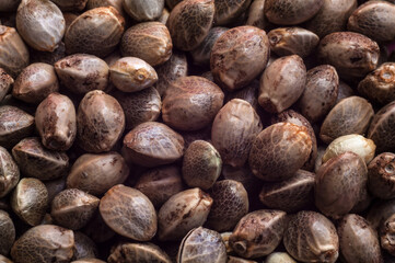 hemp seeds  macro image on white background