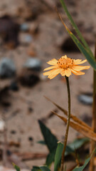 yellow flower on the ground