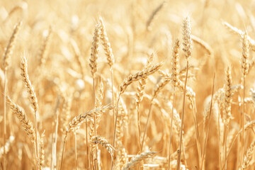 Obraz premium Wheat Rye Field, Ears of wheat close up. Harvest and harvesting concept. Ripe barley on the field on late summer morning time, sunrise backlight, shallow depth of the field