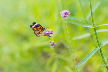 Butterfly on vervain flower in garden. Selective focus.