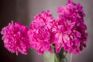 Pink peonies in a vase