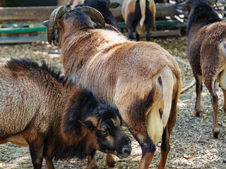 group of sheep in the zoo enclosure