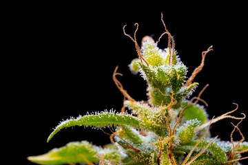 A marijuana plants bloom with resin on his leaves on a black background, close up view.