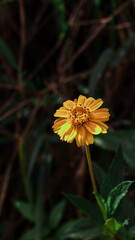 yellow flower