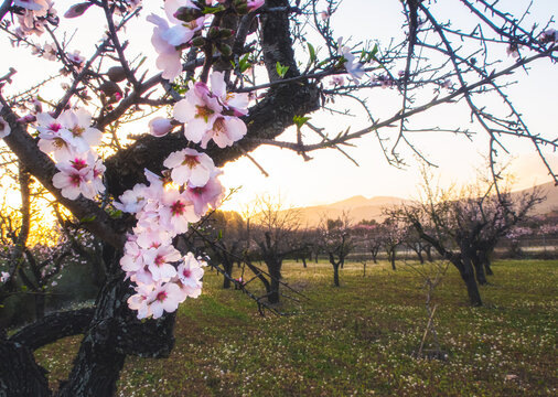 Close-up of the blossoms of  almond trees, with sunlight behind, at sunrise.