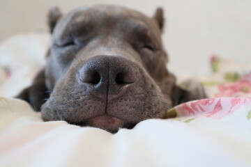 Puppy, American Bully, the dog is sleeping