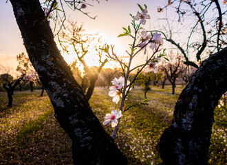 Close-up of the blossoms of  almond trees, with sunlight behind, at sunrise.