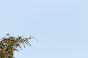 Conifer branch against neutral background and negative space for text