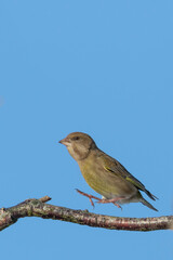 Green finch jumping on to a branch with a blue sky neutral background. Sunny day with reflection in the eye. Shot in Sweden, Europe.