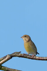 Green finch sitting on a branch with a blue sky neutral background. Sunny day with reflection in the eye. Shot in Sweden, Europe.