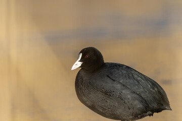 Obraz premium Eurasian coot standing in the sunshine on a cold winter day in Sweden, Europe. Sunlight reflecting in the red eye