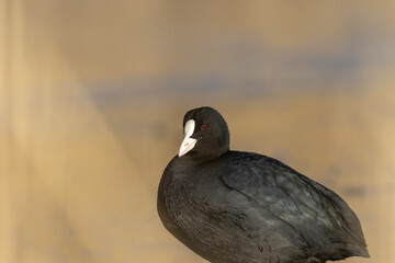 Eurasian coot standing in the sunshine on a cold winter day in Sweden, Europe. Sunlight reflecting in the red eye