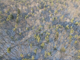 frozen forest in winter