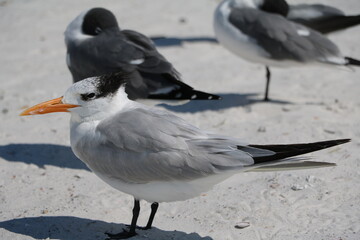  Sterninae at beach in Florida, USA
