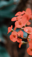 bee on flower