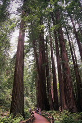 Muir Woods Redwood forest, California.
