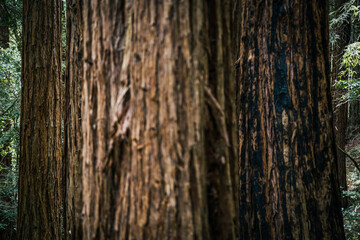 Muir Woods Redwood forest, California.