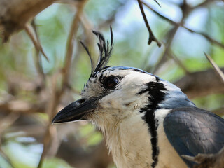 White-throated magpie-jay (Calocitta formosa), beautiful blue bird found in Central America