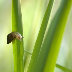Small snail with shell sits on green leaf in sunny spring day