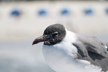 Portrait of Leucophaeus atricilla in Florida, USA