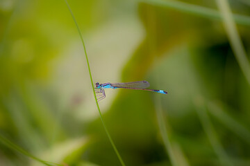 dragonfly on a grass