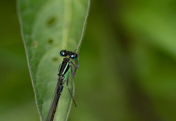 dragonfly on a green leaf