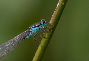 dragonfly on a leaf