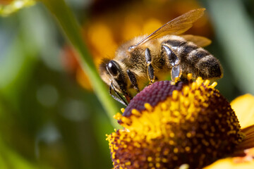A honey bee collecting pollen at stamens in a flower. A bee working on a garden flower.
