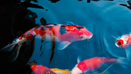 Fancy Koi fish or Fancy Carp swimming in a black pond fish pond. Popular pets for relaxation and feng shui meaning.