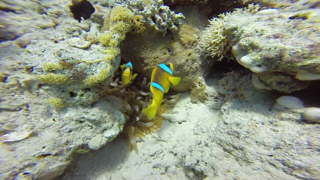 A pair Clownfish in Anemone. Red Sea Anemonefish or Twobanded Anemonefish (Amphiprion bicinctus)