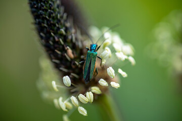 macro of a fly