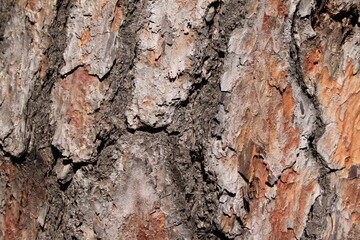 bark of pine tree as texture