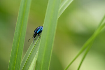 bug on a leaf